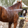 🎁TikTok Last Day Sale - 70% OFF💦Horse Shower Sprayer! 8-Way Turbo Spray Gun