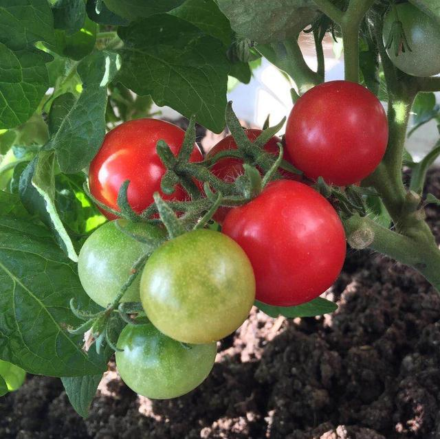 🔥Last Day Promotion 50% OFF🔥Colorful Dwarf Tomatoes-Four Seasons Potted Plants