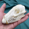 💀Natural Various types skull DIY specimen teaching model