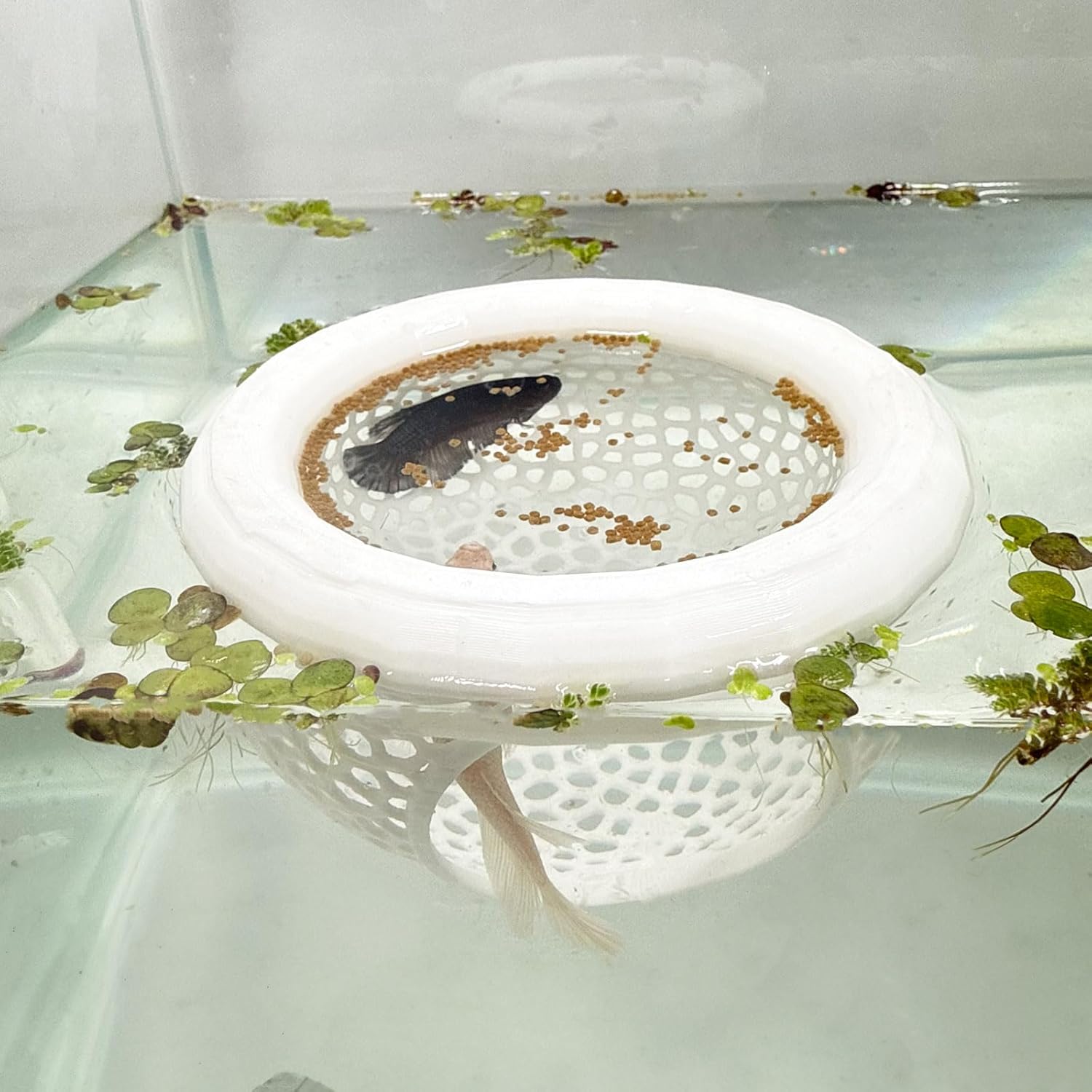 🔥Last Day: 50% OFF🐟Floating Betta Fish Skins