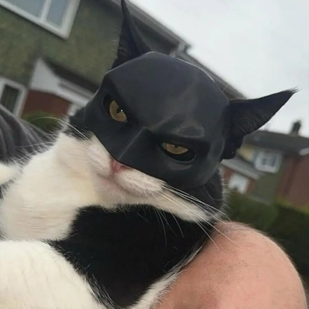 🔥Hot Sale🔥CAT BAT MASK