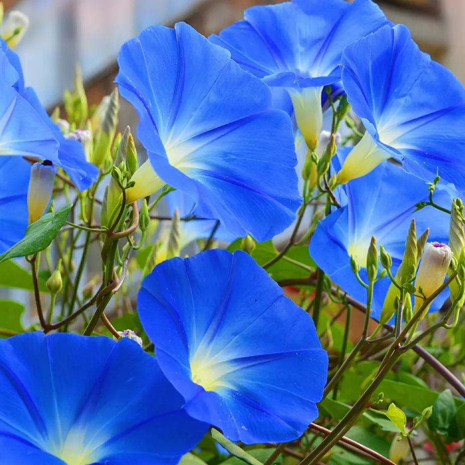 🔥Last Day Promotion 50% OFF - Morning Glory-Climbing Vine🍃Quick Flower Wall In 2 Months