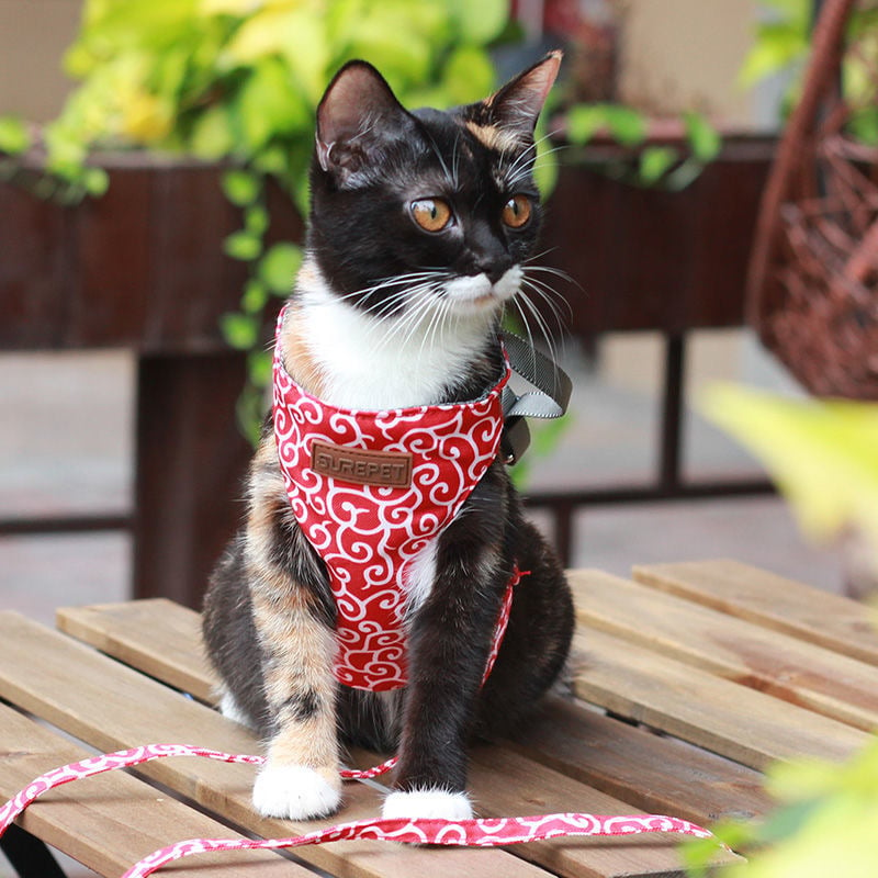 🔥This Week's Special Offer 49% OFF - Cat Vest Harness and Leash Set(Buy 2 Get Extra 10% OFF & Free Shipping)