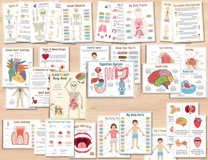 🎄Hot Christmas Sale🎁Human Anatomy Busy Book