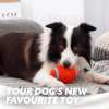 Immortal Toy For Aggressive Chewers