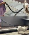 The Chain Paws