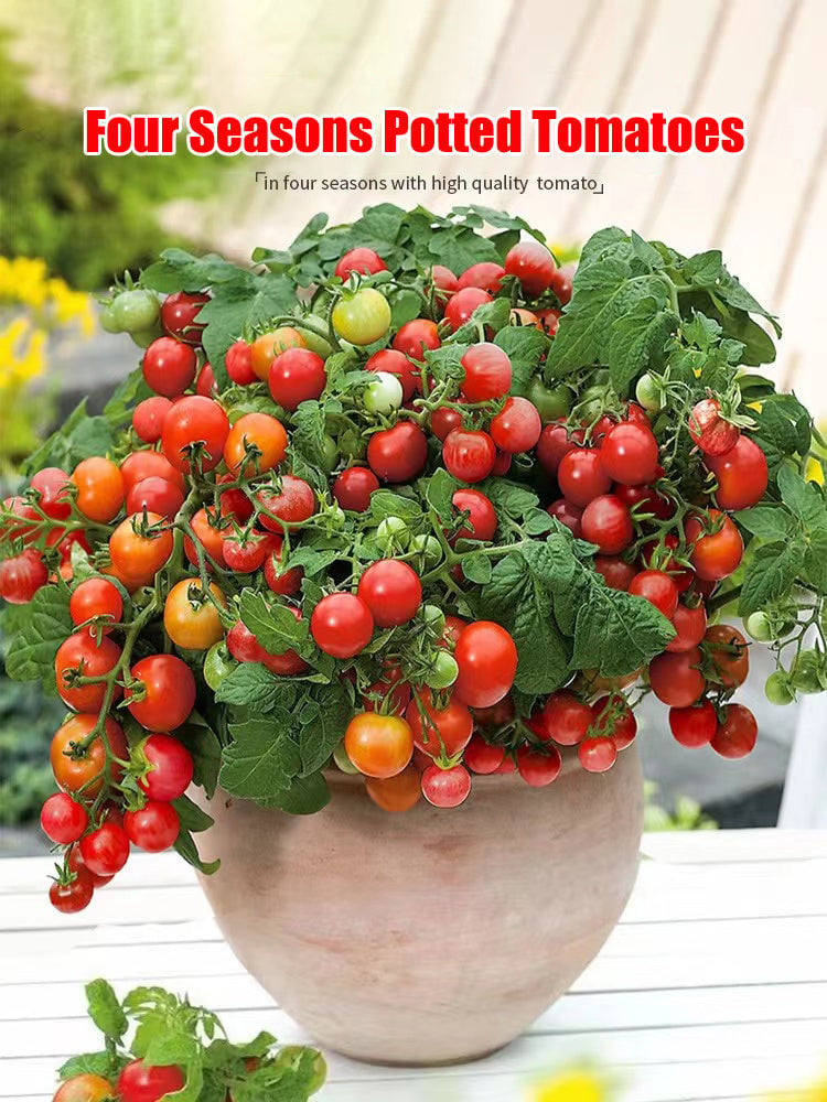 🔥Last Day Promotion 50% OFF🔥Colorful Dwarf Tomatoes-Four Seasons Potted Plants