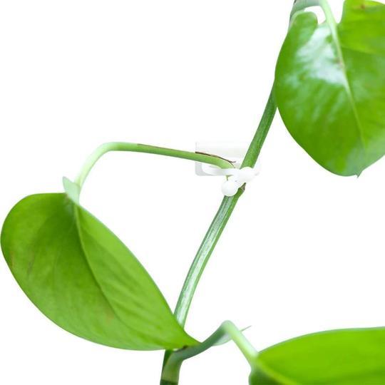 (New Year Sale-Save 50% OFF) Plant Climbing Wall Fixture-(10PCS/50PCS)