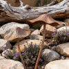 🍄 Whimsical Garden Art | Handcrafted Mushroom Sculpture