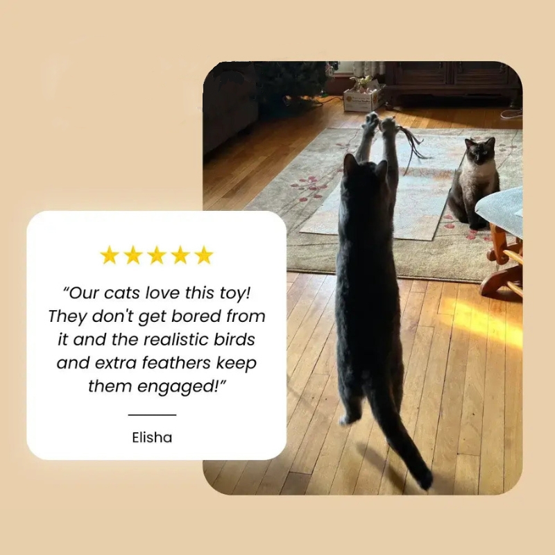 💥LAST DAY SALE 50% OFF💥Interactive Cat Toy Set