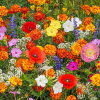 Last Day Promotion 70% OFF - 🔥Mixed Perennial Flowers Seeds-Over 60 kinds mixed⚡Buy 2 Get Free Shipping