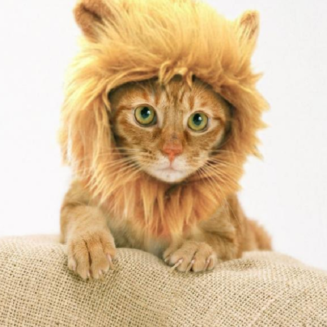 (Christmas Big Sale!- 50% OFF)Lion Mane Pet Wigs With Extra Lion Tail--Buy 2 Free Shipping