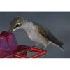 (🔥Last Day Promotion-SAVE 49% OFF) Mary's Hummingbird Feeder With Perch And Built-in Ant Moat-BUY 2 FREE SHIPPING