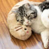 (Last Day Promotion - 48% OFF) Cat Lovely Cozy Pillow, BUY 3 GET 3 FREE & FREE SHIPPING