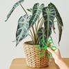 Last Day Promotion 70% OFF - 🌿Plant Stem Support Set