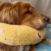 🎅2024 Christmas Promotion🎄！🐶🐱The Calming Pillow💐(Free shipping on 2 or more items!)