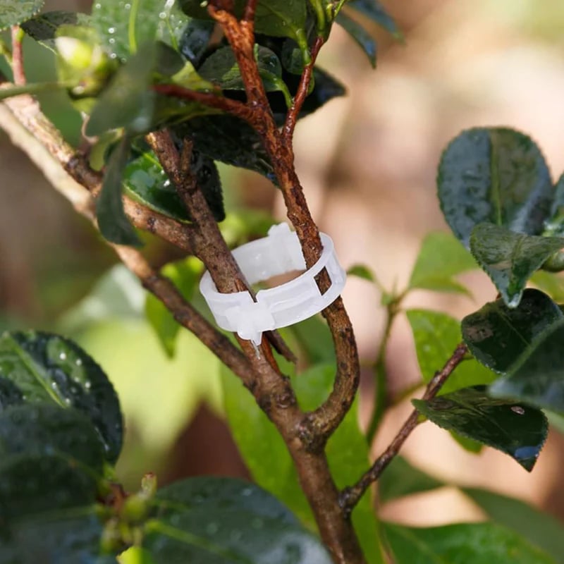 💥LAST DAY SALE 50% OFF💥Plant Growth Support Clips