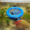 🔥Last Day: 50% OFF🐟Floating Betta Fish Skins