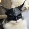 Pet cat handsome bat mask