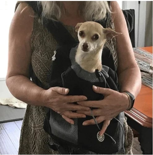 🔥Last Day 50% OFF🔥2024 Summer Dog Backpack🐶