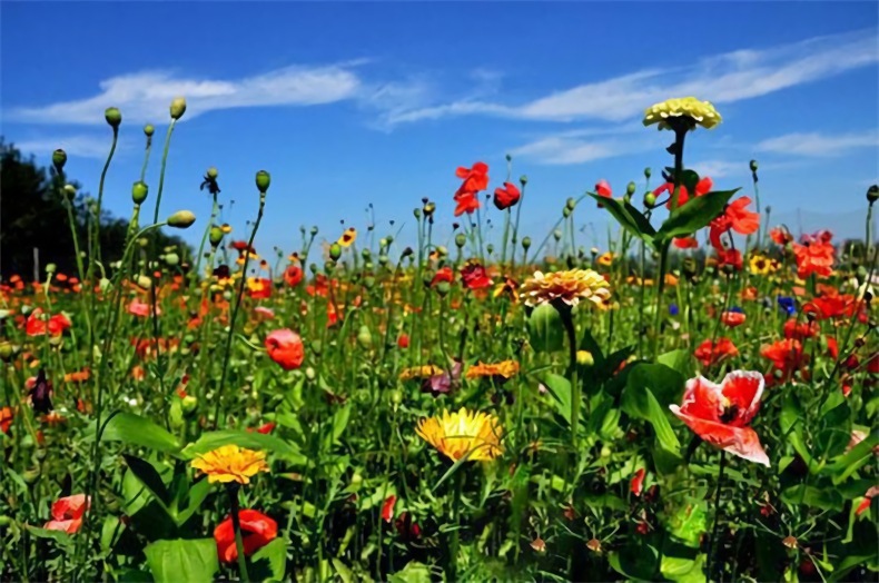 Last Day Promotion 70% OFF-🔥 Four Seasons Of Wild Flower Combination Flower Seeds, Beautiful Rural Flowers, Sea View Flower Seeds ⚡ Buy 2 Get 1 Free