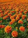 Last Day Sale 50% Off - 🔥Marigold Seeds-Easily Mixed Colors for All Seasons⚡Two pieces of free shipping