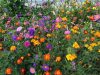 Last Day Promotion 70% OFF-🔥 Four Seasons Of Wild Flower Combination Flower Seeds, Beautiful Rural Flowers, Sea View Flower Seeds ⚡ Buy 2 Get 1 Free