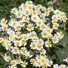 Last Day Sale 50% Off - 🔥Pyrethrum Daisy Seeds⚡Buy 1Get 1