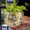 🎁TikTok Last Day Sale - 70% OFF🔥Disco Ball Planter
