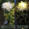 Outdoor Chrysanthemum Solar Garden Stake Decor Lights