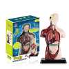 🔥Last Day Promo 50% OFF🎉Human Body Assembly Toy-Buy 2 Get Free shipping