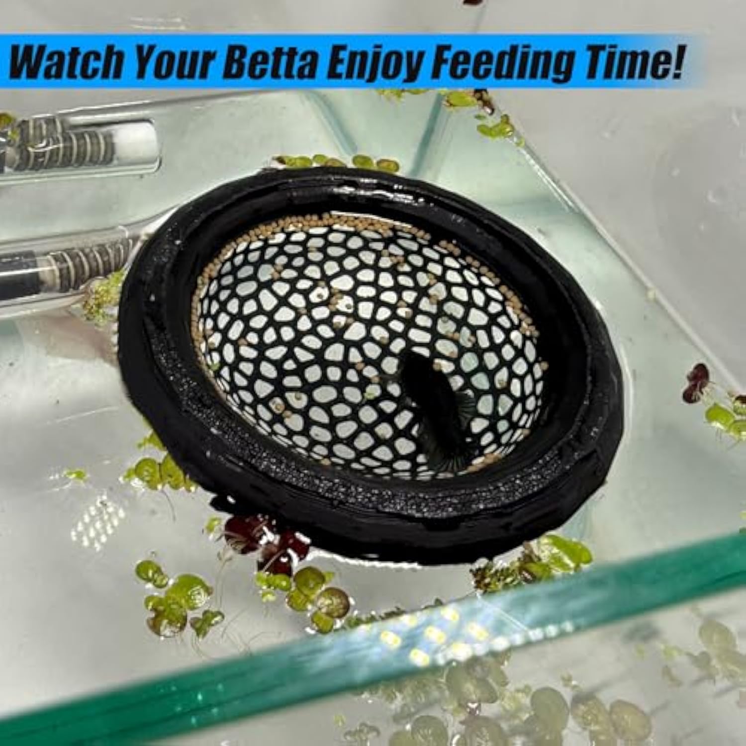 🔥Last Day: 50% OFF🐟Floating Betta Fish Skins