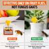 Super Ninja Fruit Fly Trap - Highly Effective Indoor Traps - Up to 3 Weeks per Bottle