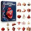 🔥Last Day 50% OFF -🎄2025 Anatomy Advent Calendar