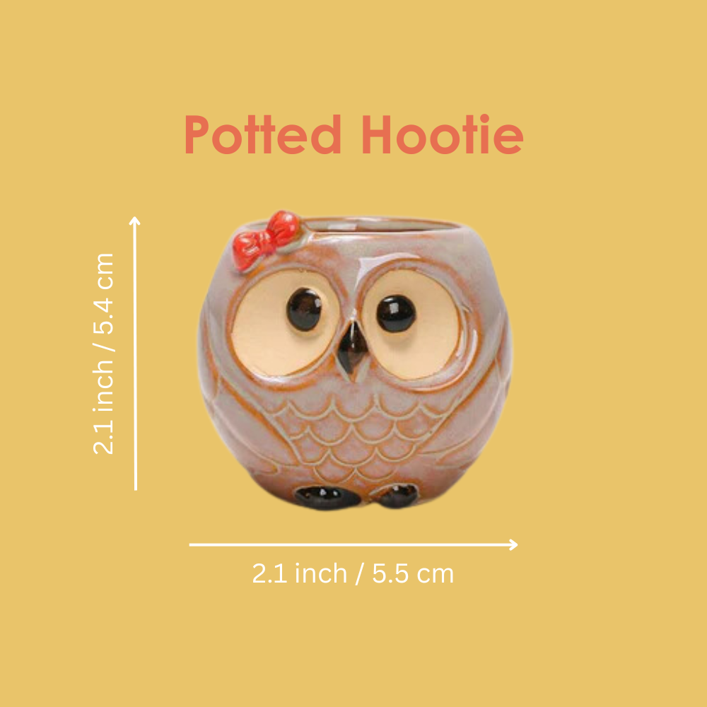 Cute Owl Ceramic Succulent Planter Pot- Buy 2 Free Shipping