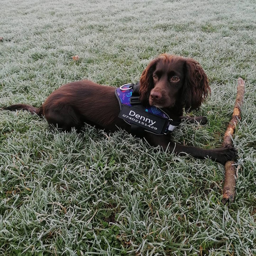 Personalized No Pull Dog Harness