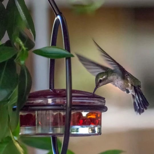 🔥 49% OFF 🎉Hummble Slim Hummingbird Feeder