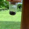 🔥Best Carpenter Bee Trap--𝗕𝘂𝘆 𝟮 𝗚𝗲𝘁 𝗘𝘅𝘁𝗿𝗮 𝟭𝟬% 𝗢𝗙𝗙 & 𝗙𝗥𝗘𝗘 𝗦𝗛𝗜𝗣𝗣𝗜𝗛𝗚 𝗧𝗢𝗗𝗔𝗬