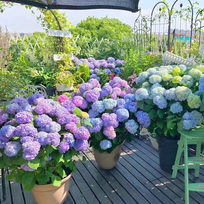 🔥Last Day Promotion 50% OFF💐Outdoor Artificial Hydrangea Flowers