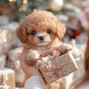 🐶 NICOO - The Cutest Robot Puppy