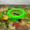 🔥Last Day: 50% OFF🐟Floating Betta Fish Skins
