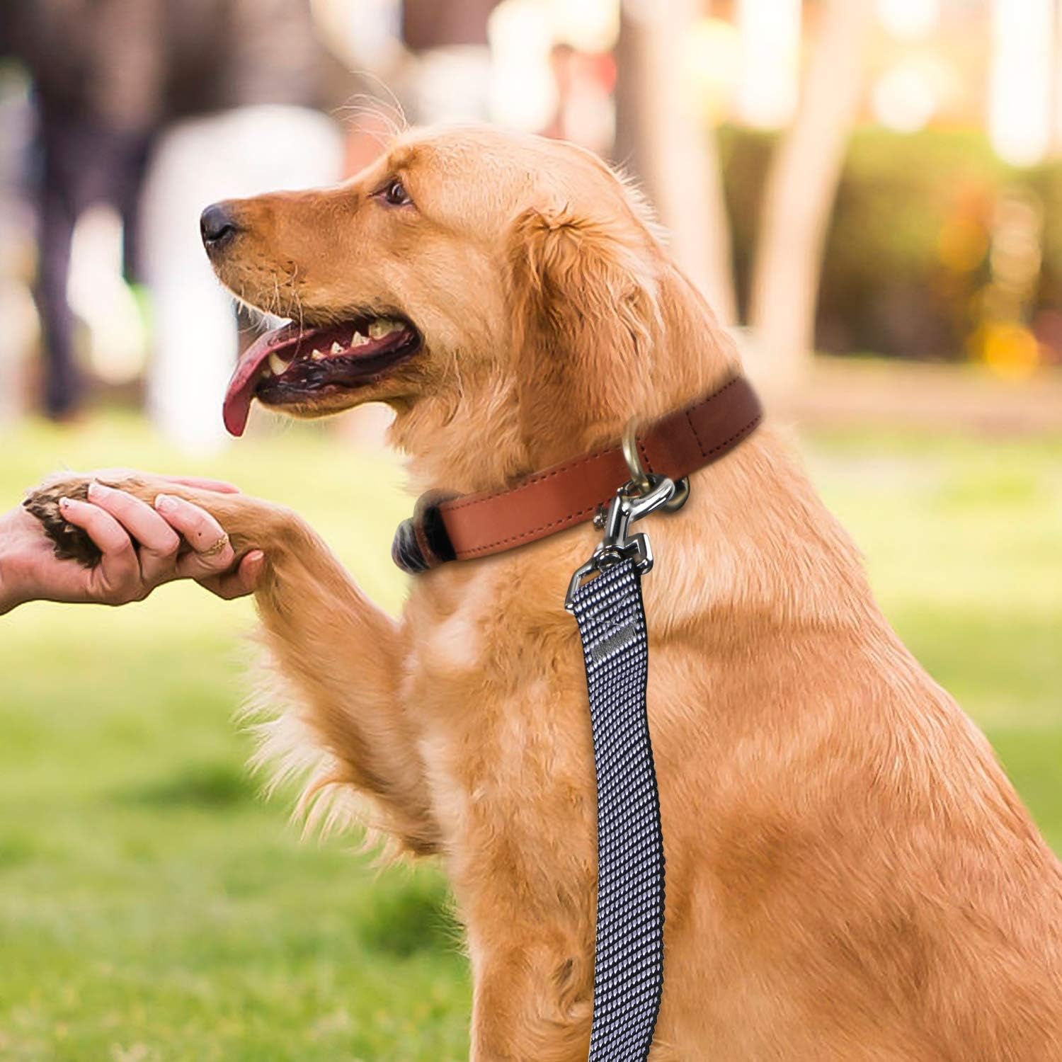 Hi Kiss Dog/Puppy Obedience Recall Training Agility Lead - 15ft 20ft 30ft 50ft 100ft Training Leash - Great for Play, Camping, or Backyard - Black 30ft