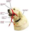 BARKLESS Soft Dog Head Collar, No Pull Training Tool for Small Medium Large Dogs on Walks, Gentle Training Collar and Control for Heavy Pullers, Includes Free Training Guide