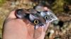 RatRage Surface Crankbait – 3.5