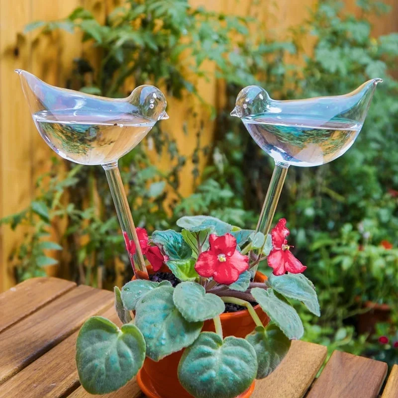 ⚡⚡Last Day Promotion 48% OFF - Self-Watering Plant Glass Bulbs🔥BUY 3 GET 1 FREE