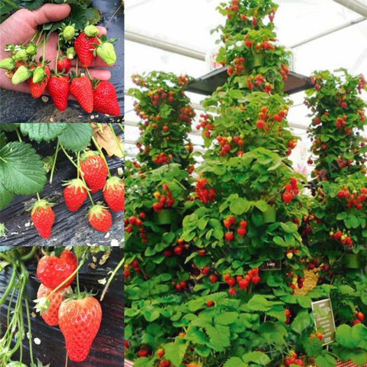 Last Day Sale 50% Off - 🔥Strawberry Tree Seeds⚡Free shipping for three items