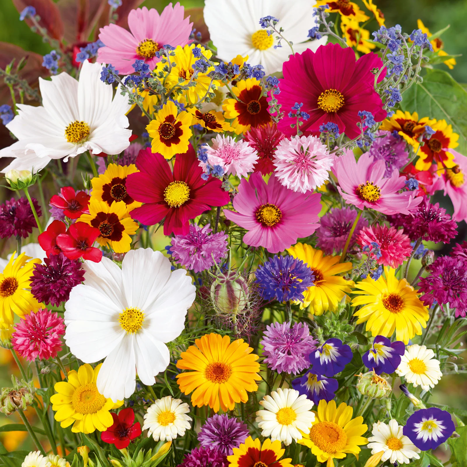 Last Day Promotion 70% OFF - 🔥Mixed Perennial Flowers Seeds-Over 60 kinds mixed⚡Buy 2 Get Free Shipping