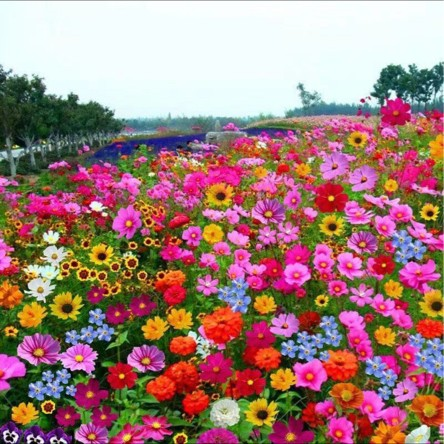 Last Day Promotion 70% OFF - 🔥Mixed Perennial Flowers Seeds-Over 60 kinds mixed⚡Buy 2 Get Free Shipping