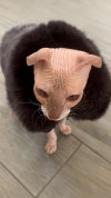 Purrfectly Cozy Winter Fur Coat for Cats