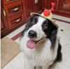 🔥Buy 2 Free Shipping🔥 HandMade Adjustable Pet Sombrero Hat